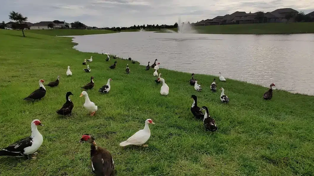 Neighborhood Duck Pond