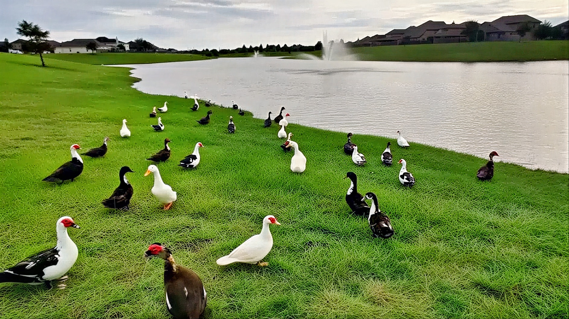 ducks-e1763666641516_LE_upscale_prime_light_ai_100_tone_enhance_50_color_enhance_50